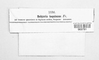 Bulgaria inquinans image